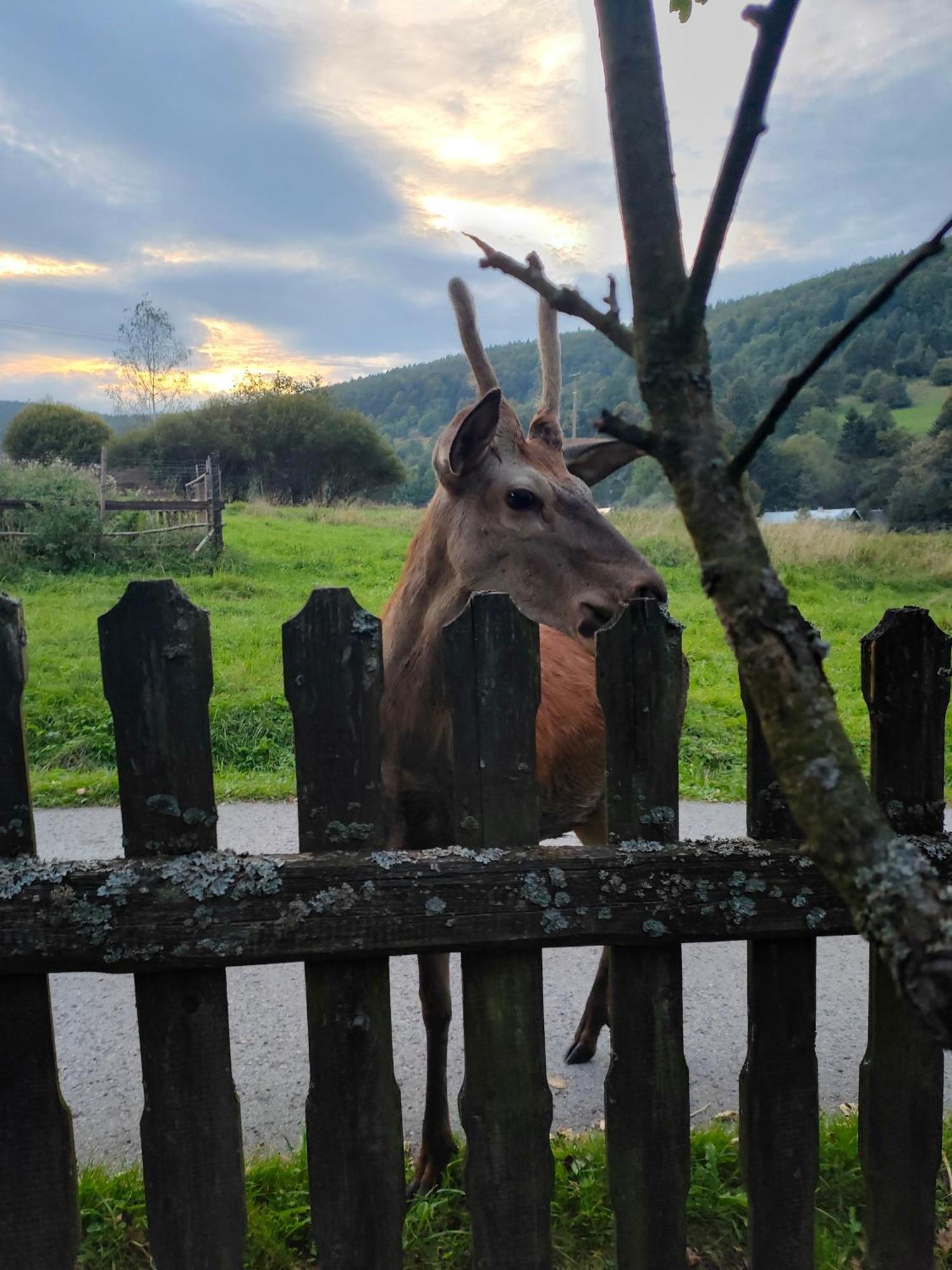 Goralska Czarcia Chata Pod Jalowcem Stryszawa Esterno foto