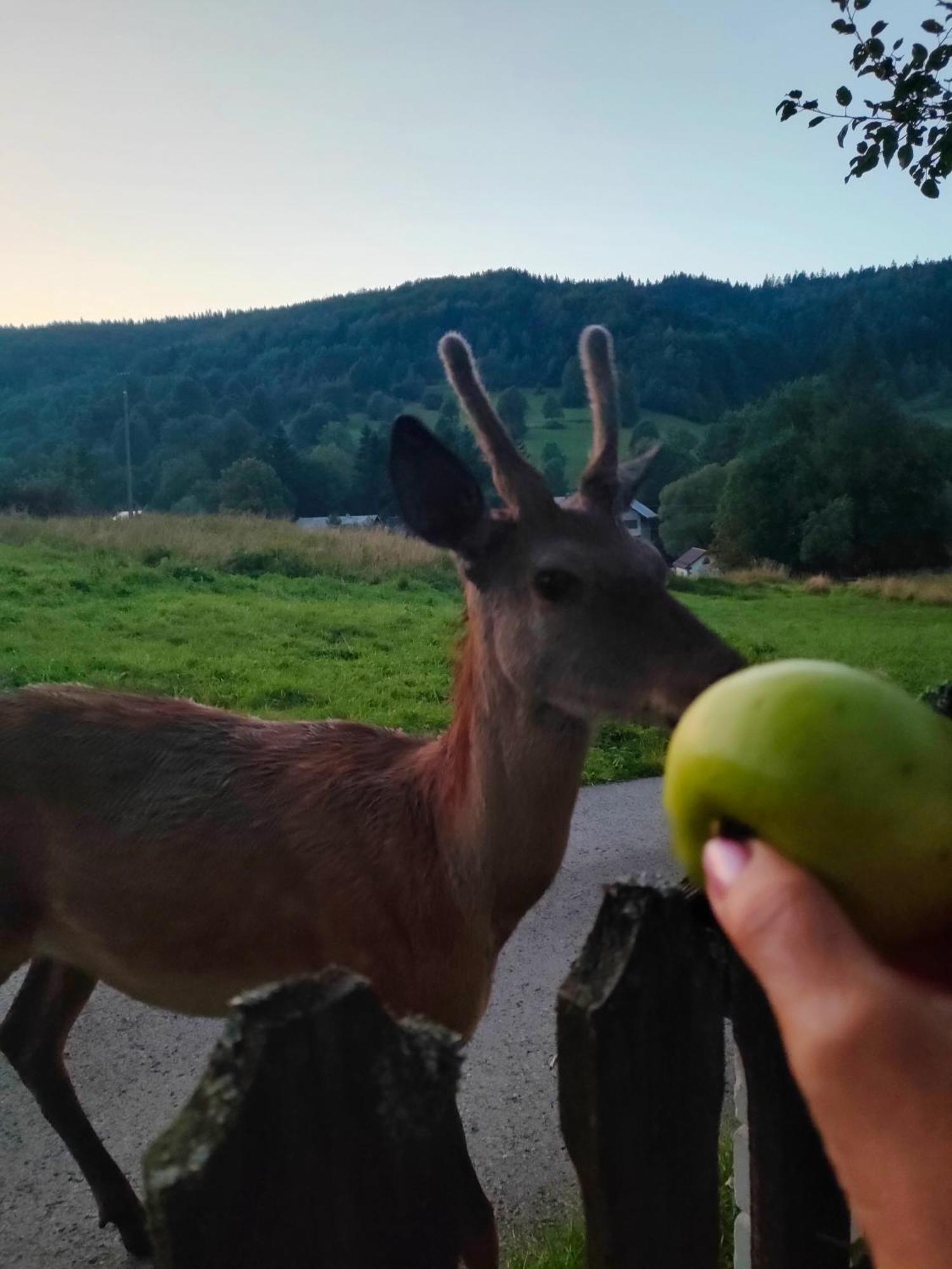 Goralska Czarcia Chata Pod Jalowcem Stryszawa Esterno foto