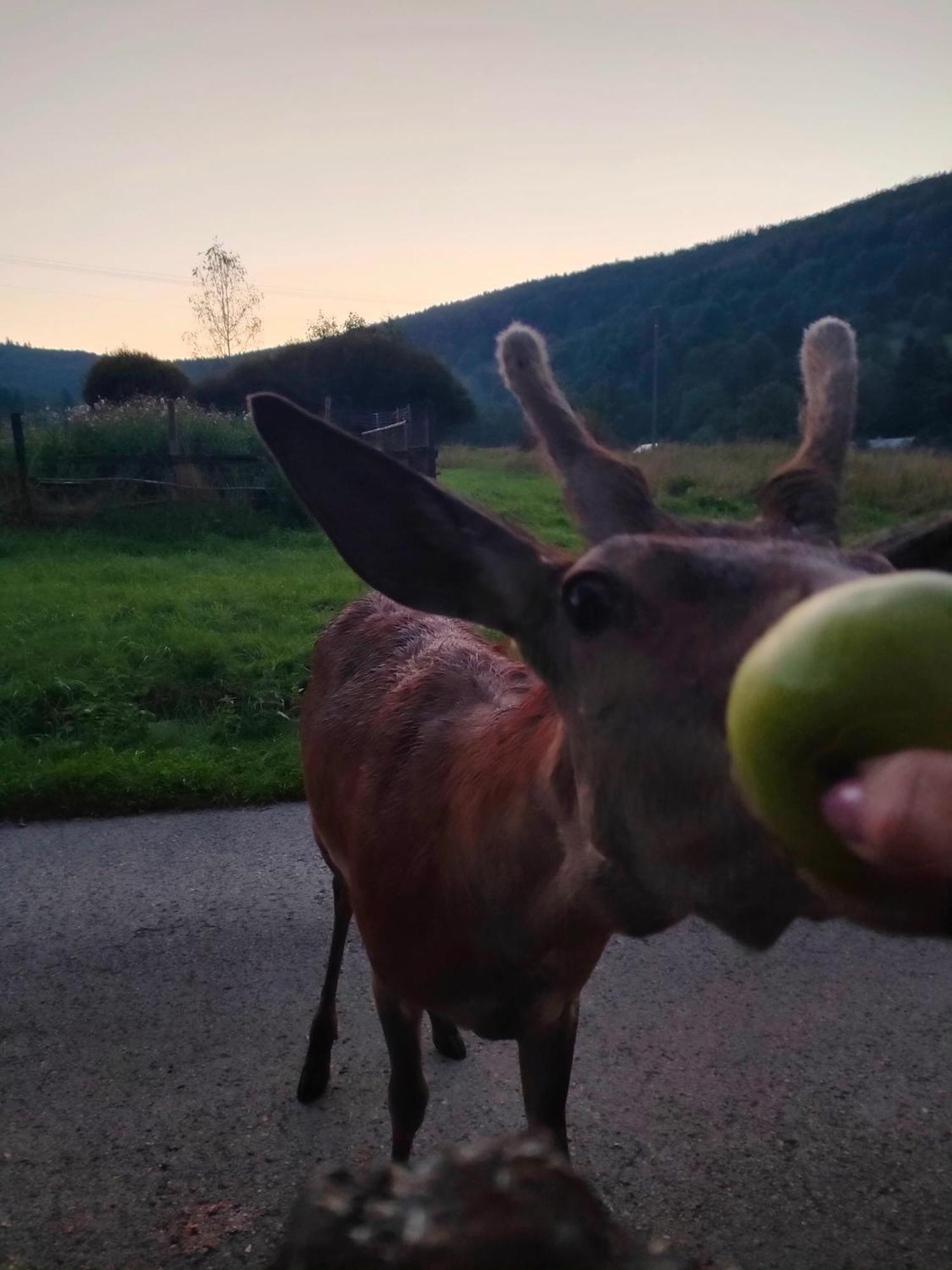 Goralska Czarcia Chata Pod Jalowcem Stryszawa Esterno foto